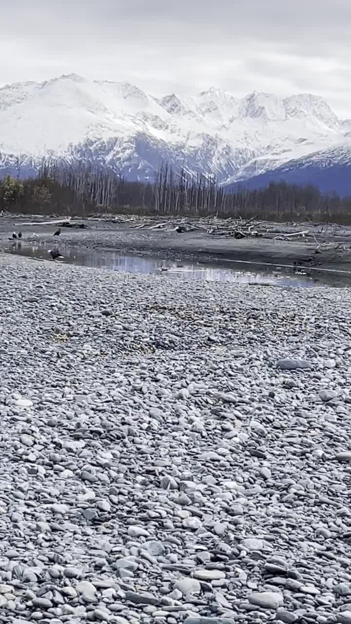 各种各样的秃鹰和其他鸟类飞过阿拉斯加的洛威河视频下载