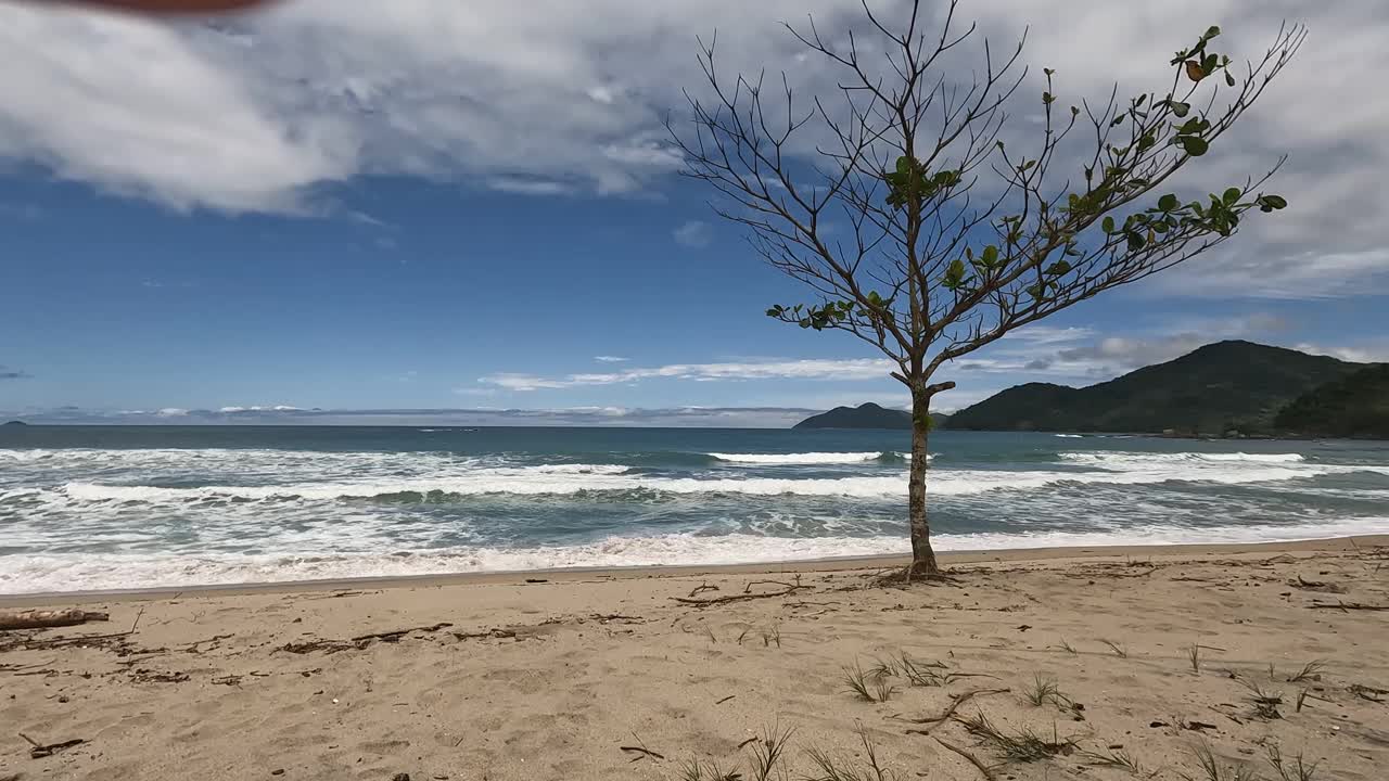 在荒凉的海滩上的时间流逝，前景中有小的干树视频素材