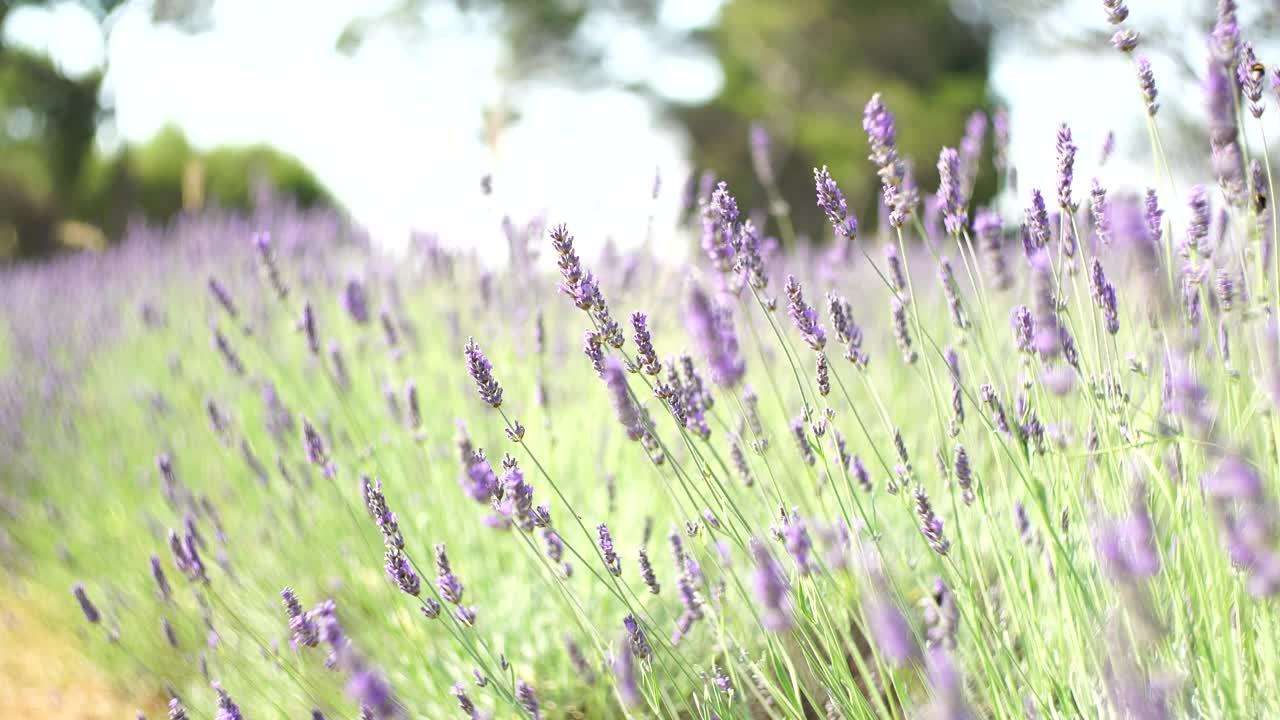 紫色的薰衣草花在风中飘扬。黑山共和国视频素材