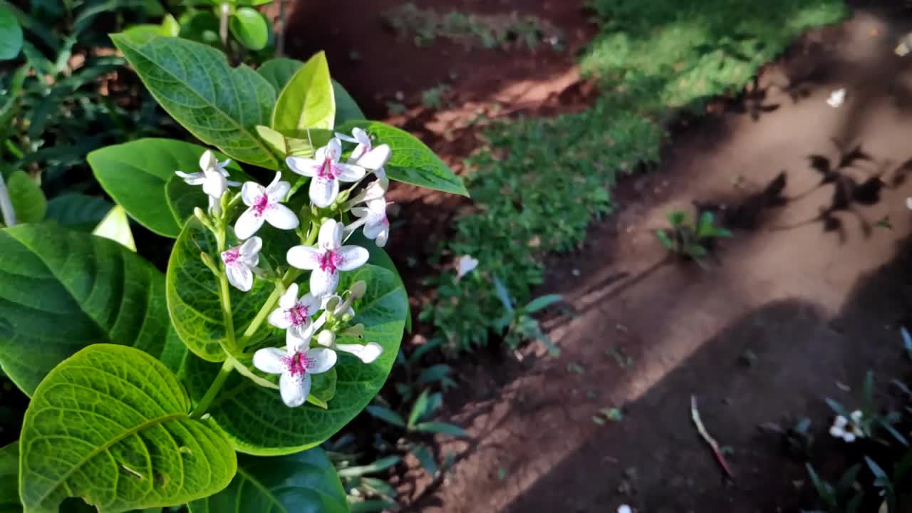 花园里的叶子和花的慢动作视频素材