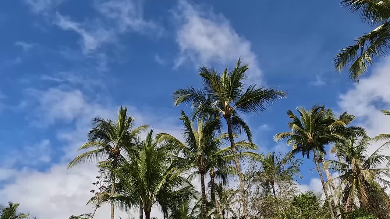 海岸附近椰子树的时间流逝视频素材