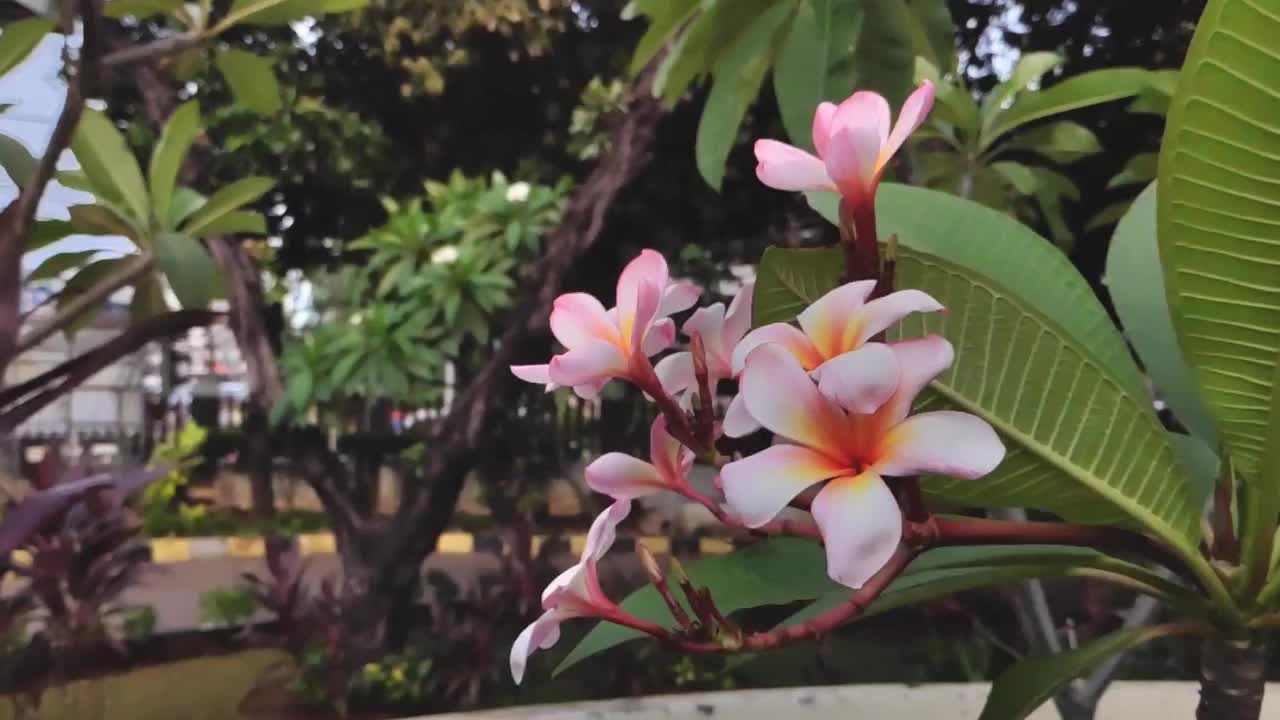 花园里的叶子和花的慢动作视频下载