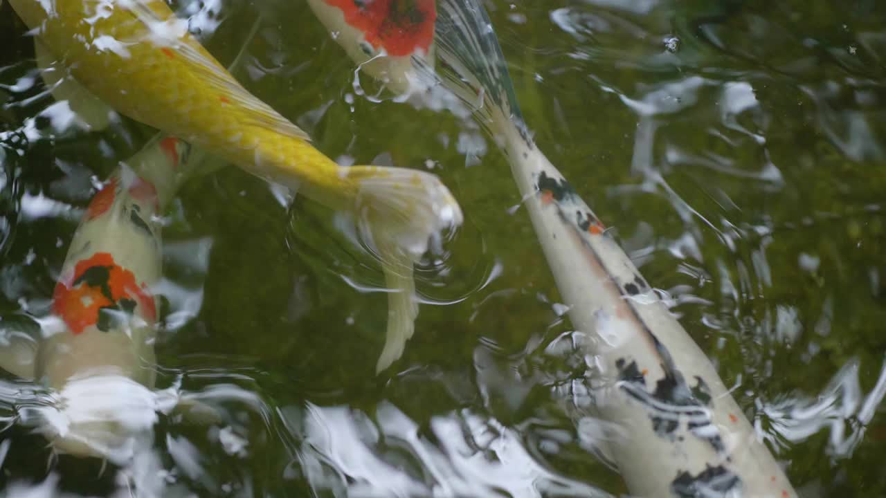 锦鲤在水里游泳视频素材