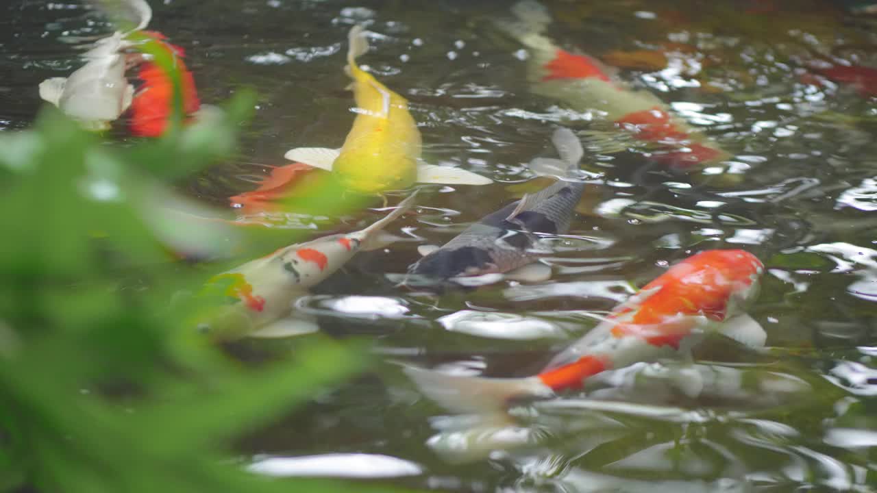 锦鲤在水里游泳视频素材