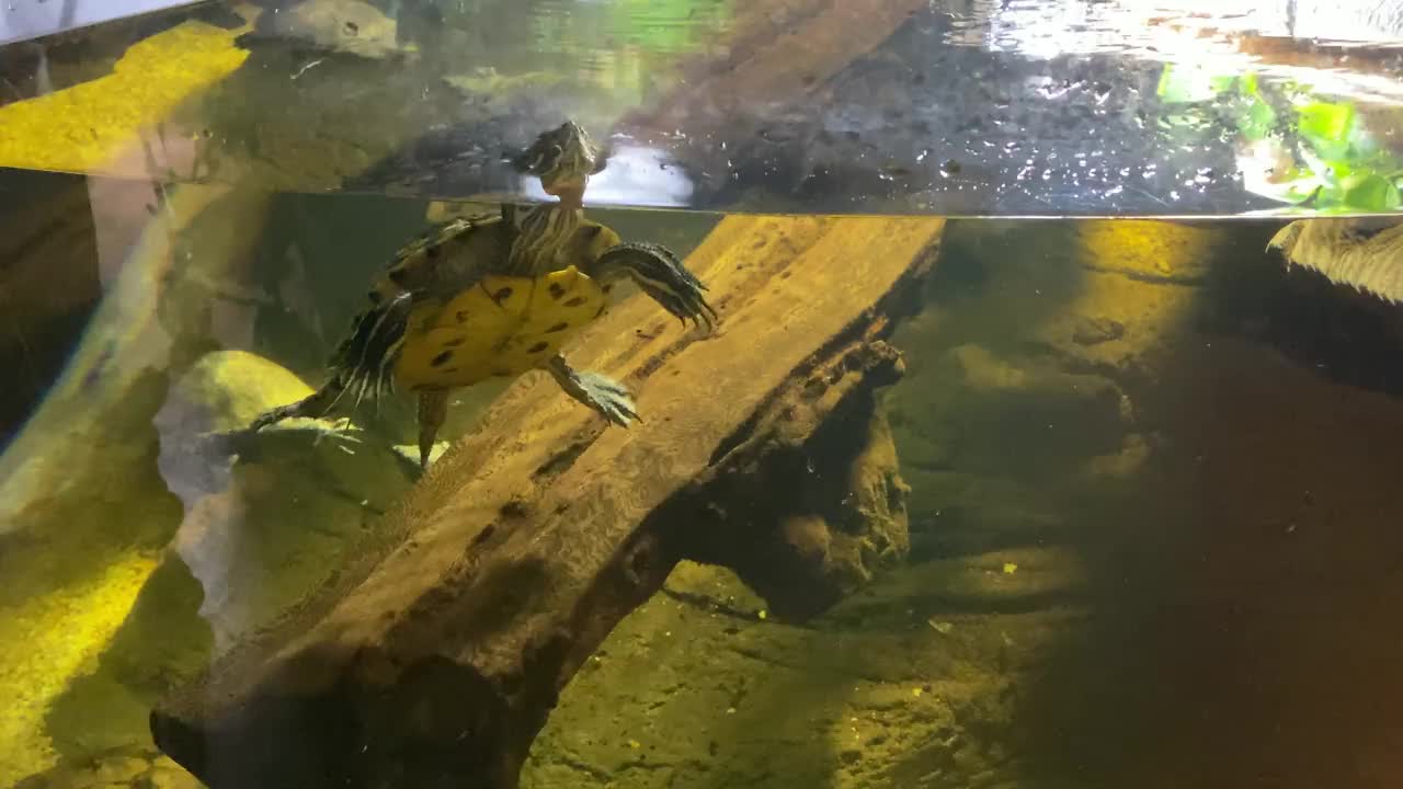 在水族馆里游泳的乌龟。将海龟视为宠物。4 k视频素材