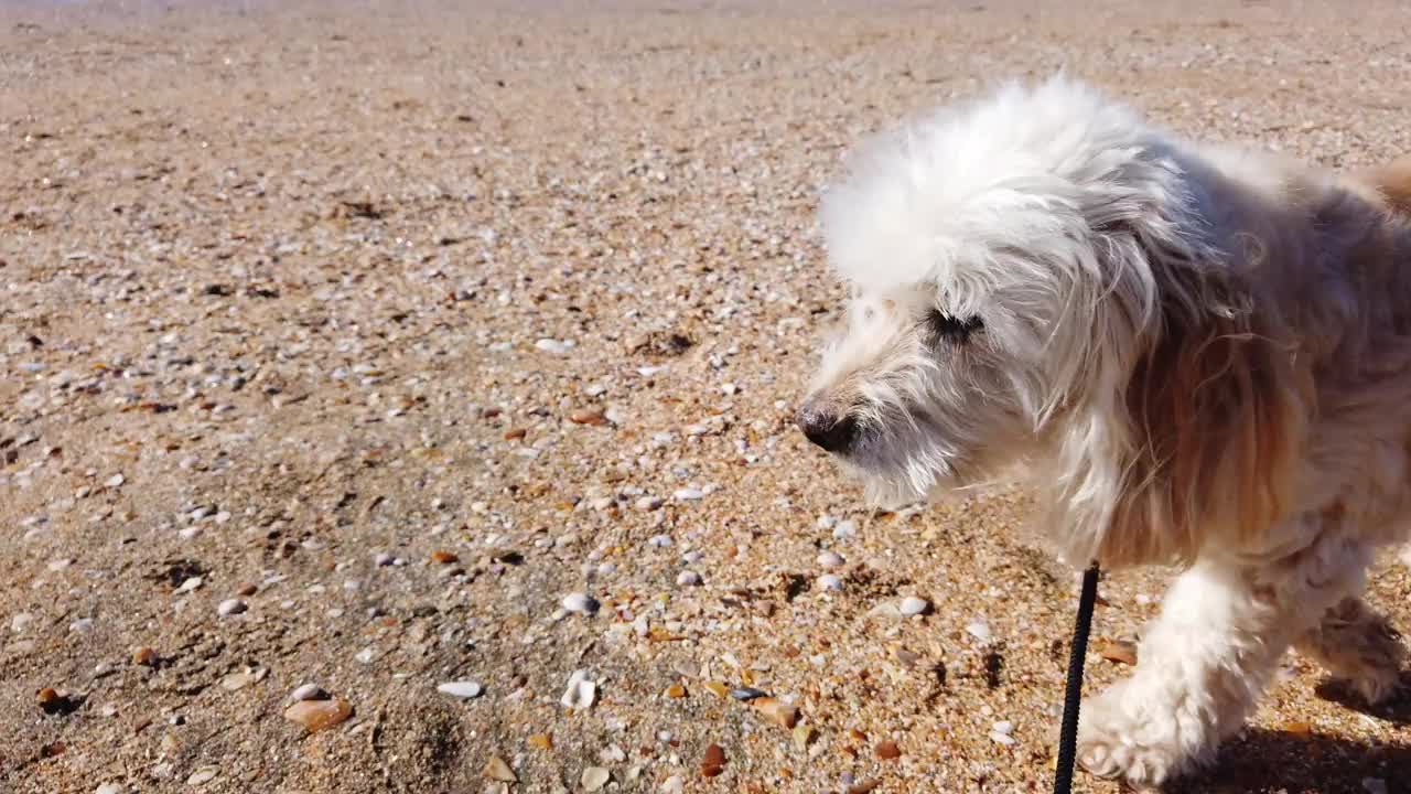 小宠物狗在海滩上散步视频素材