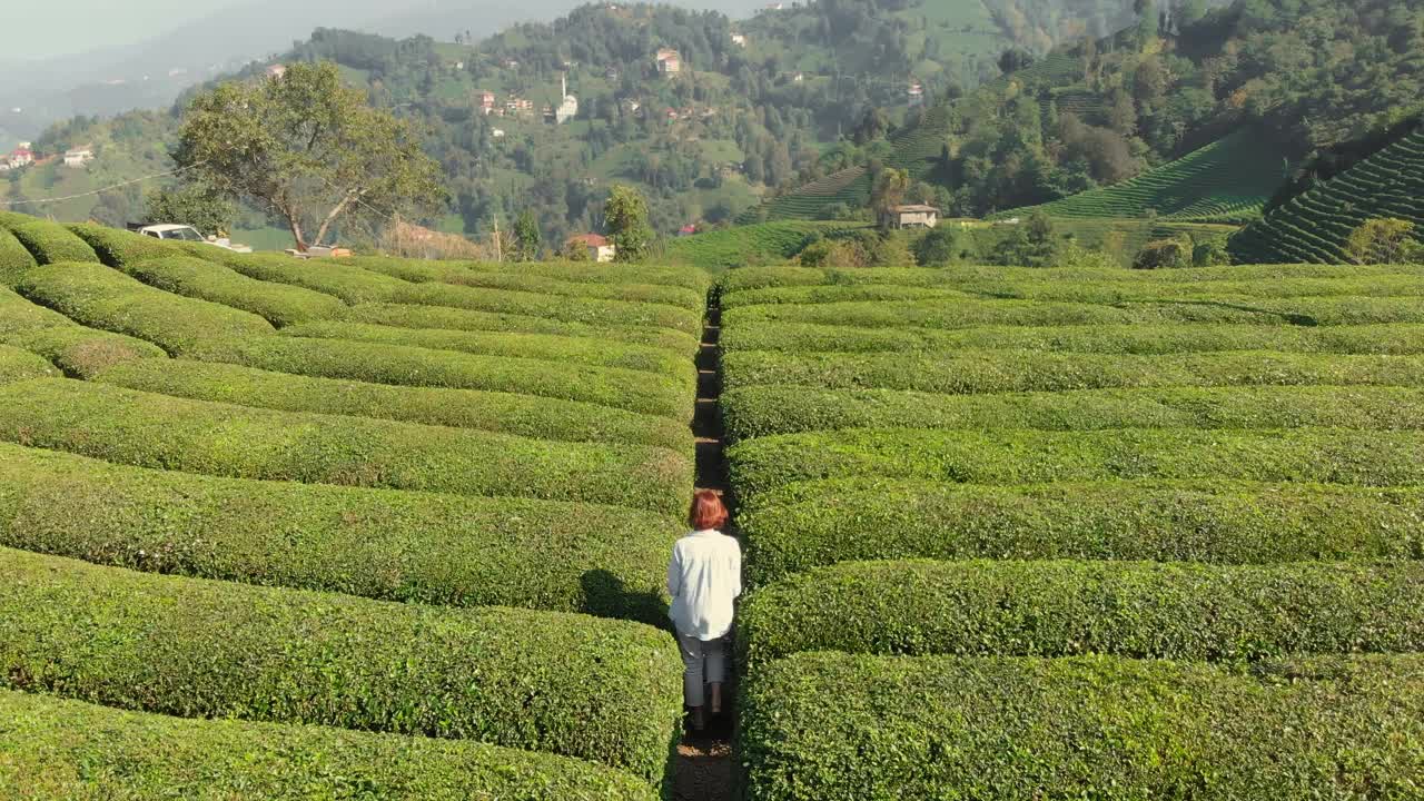 在土耳其Karadeniz地区Rize Cayeli的茶园里行走的妇女。视频素材