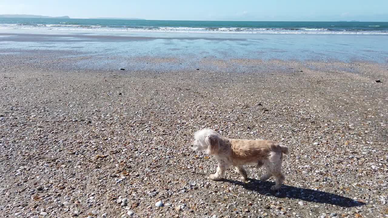 小宠物狗在海滩上散步视频素材