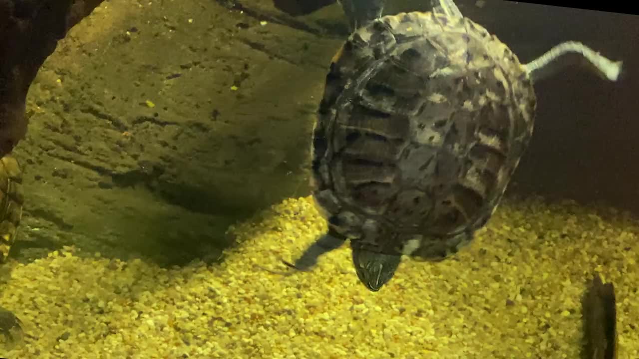 在水族馆里游泳的乌龟。将海龟视为宠物。4 k视频素材