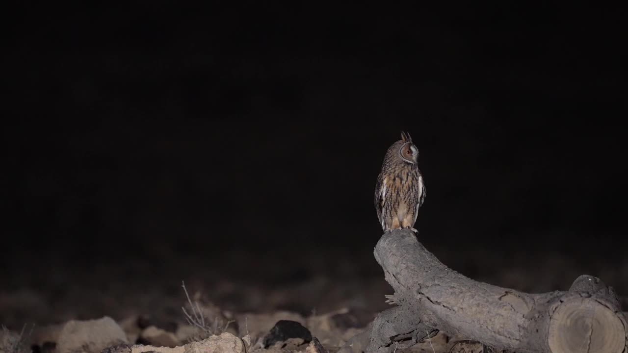 长耳猫头鹰视频素材