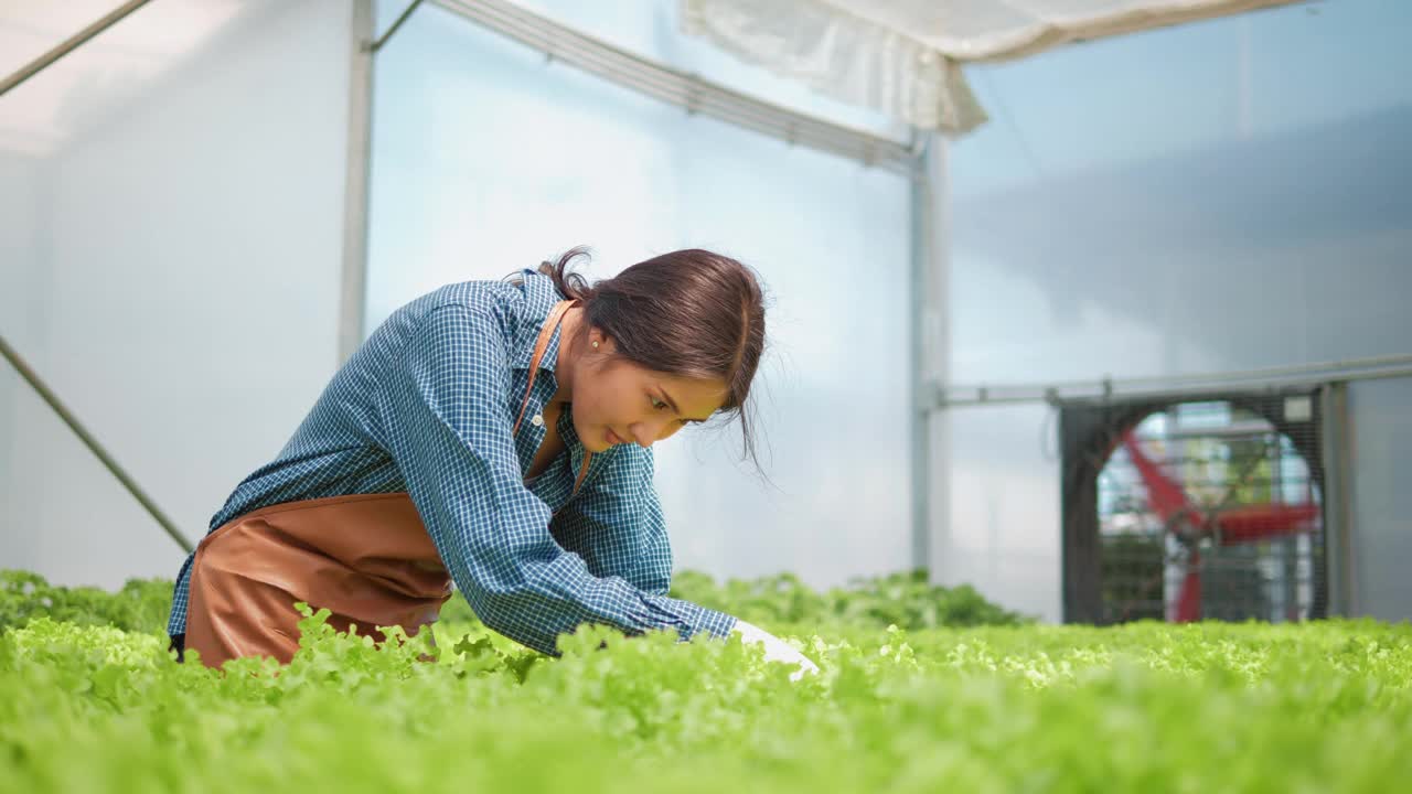 戴着手套的亚洲女农民在水培花园与温室里收获的绿橡树一起工作。园丁检查农场新鲜农产品的质量。有机蔬菜在水中种植。视频素材