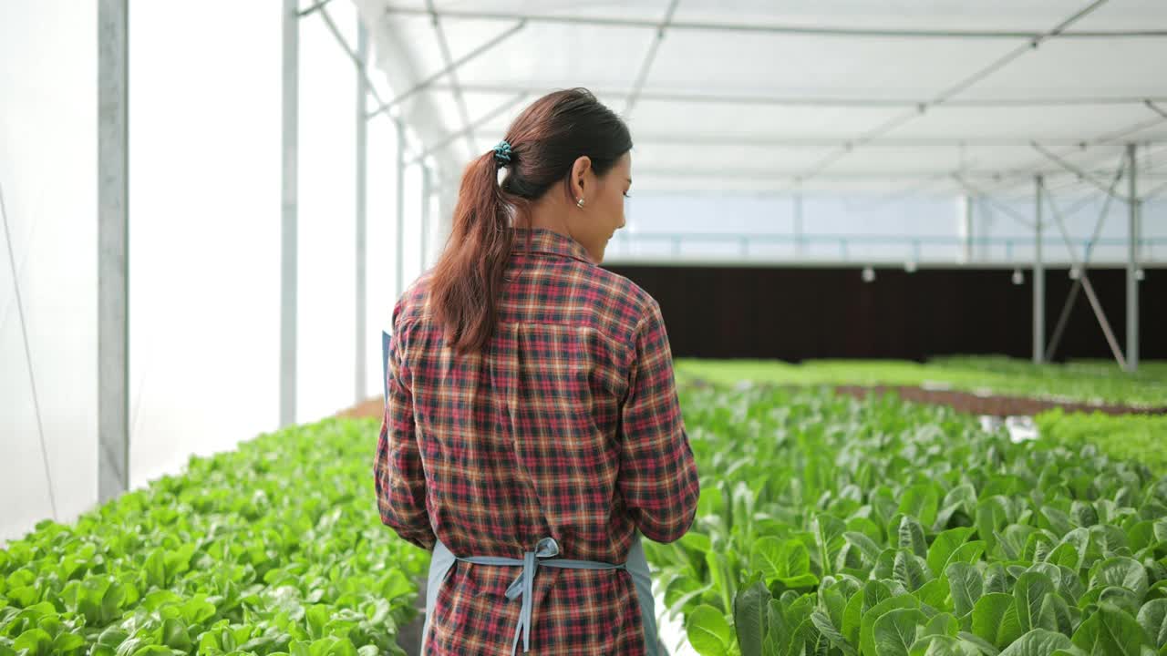 亚洲女农民在大棚农场检查有机水培菜园的数量和质量。有机蔬菜种植在水，农业业务。视频素材