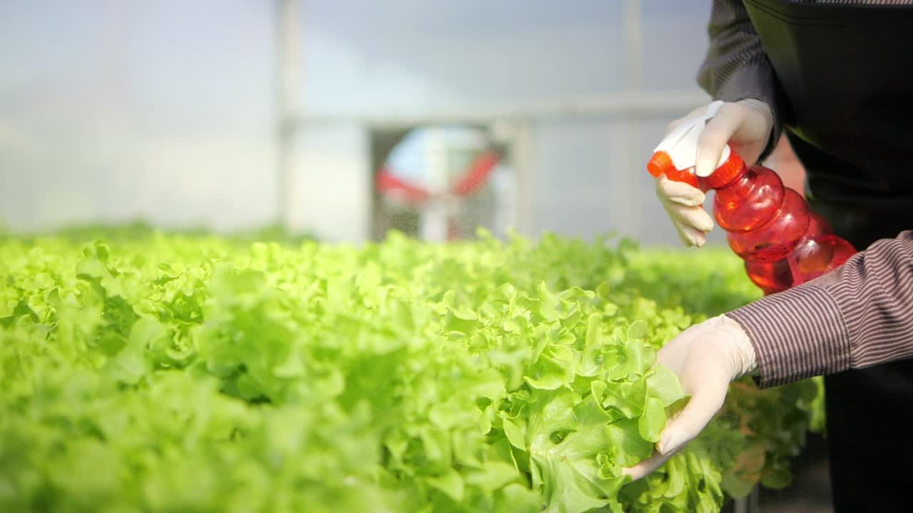 在水培蔬菜种植场，农民用雾喷洒生菜。新鲜的生菜叶子，关闭，毛头生菜沙拉工厂视频素材