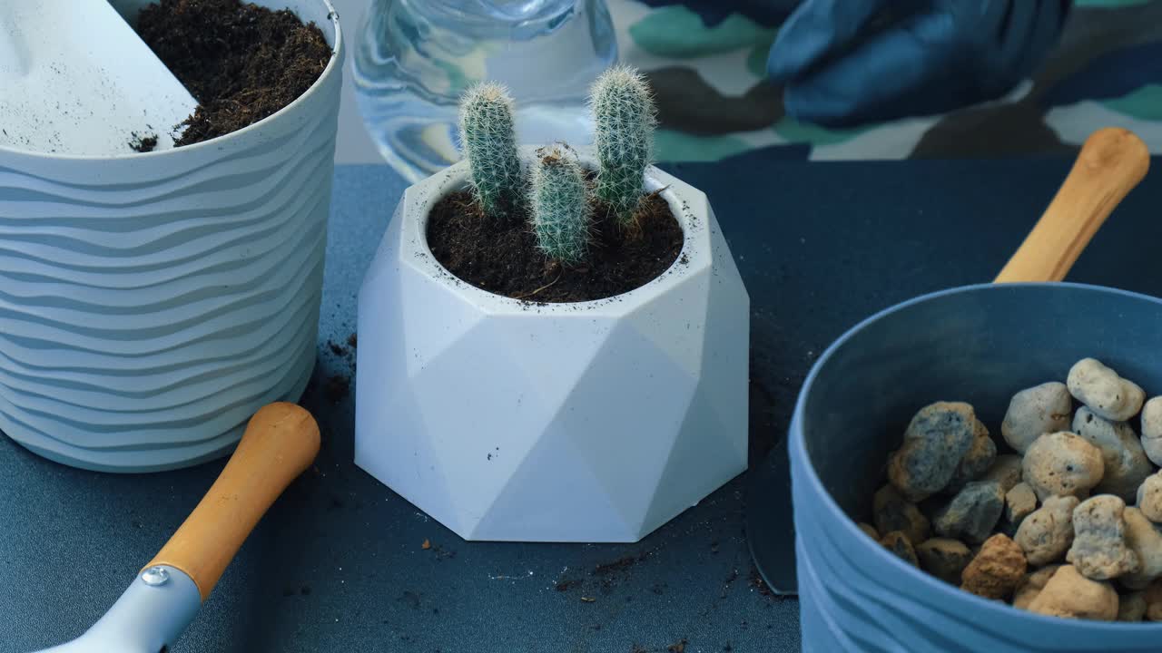 女性的手重新种植仙人掌。家庭花园的概念。一名白人妇女正在用浇水罐或园艺工具给花苗浇水。一位妇女在家里的阳台上插花。家庭爱好，内心生活视频素材