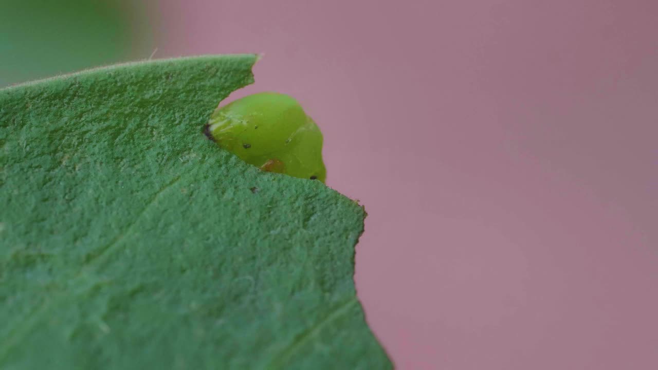 毛虫或绿毛虫正在啃着腺瘤的叶子视频素材