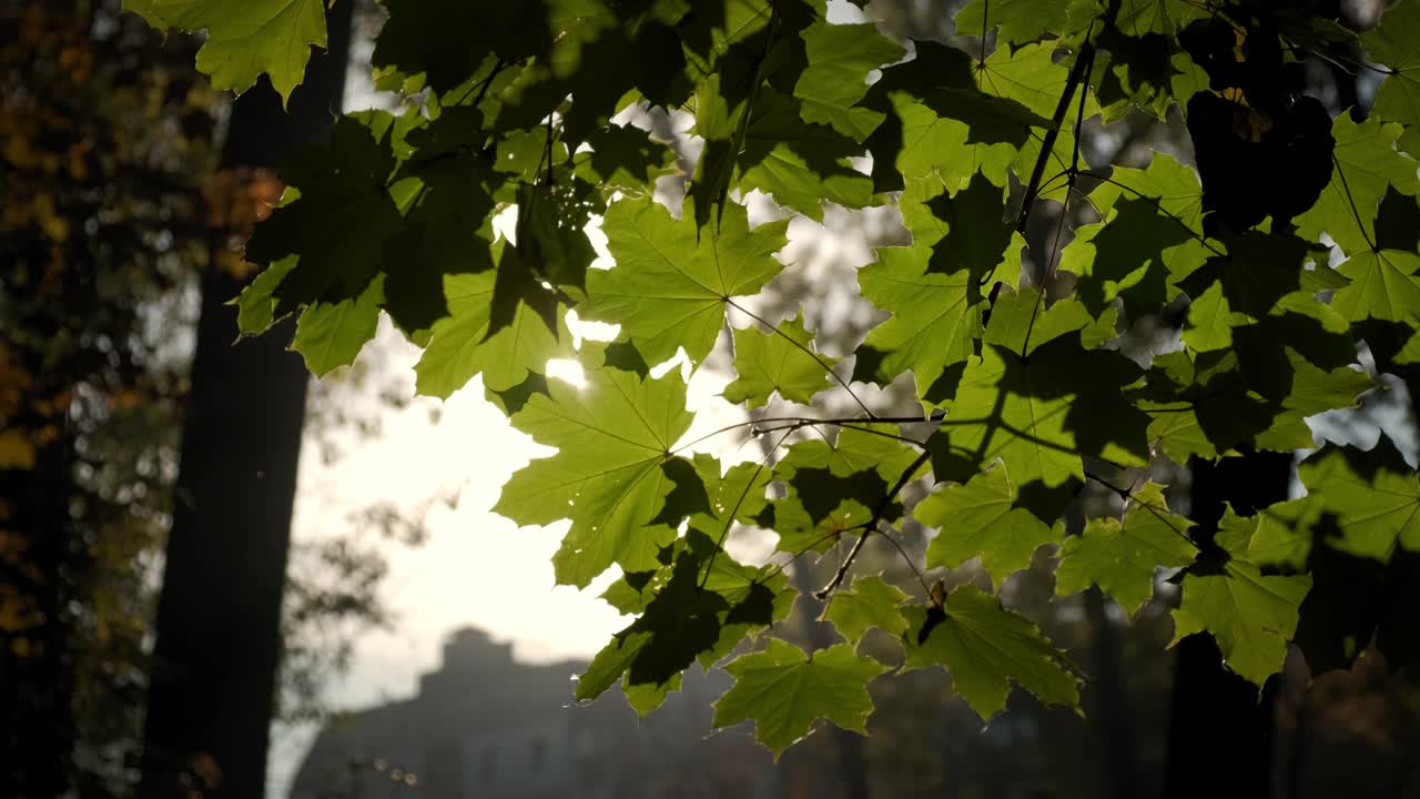 秋天枫树枝头郁郁葱葱的枫叶近景。视频素材