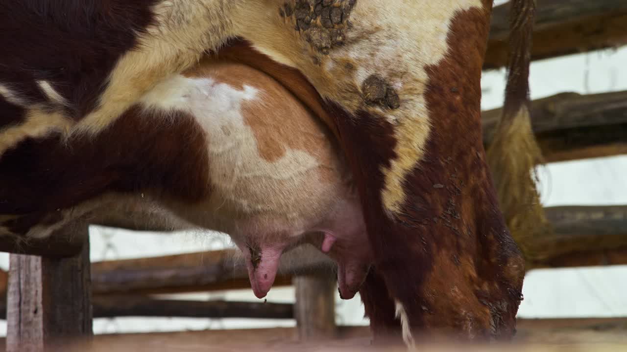 农场围场里棕色母牛的脏乳房视频素材