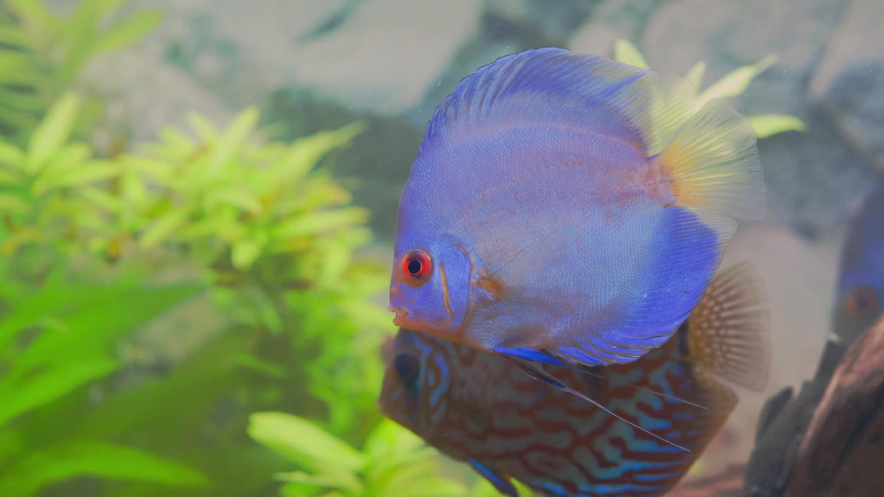 美丽的蓝钻铁饼水族鱼孤立。爱好的概念。瑞典。视频素材