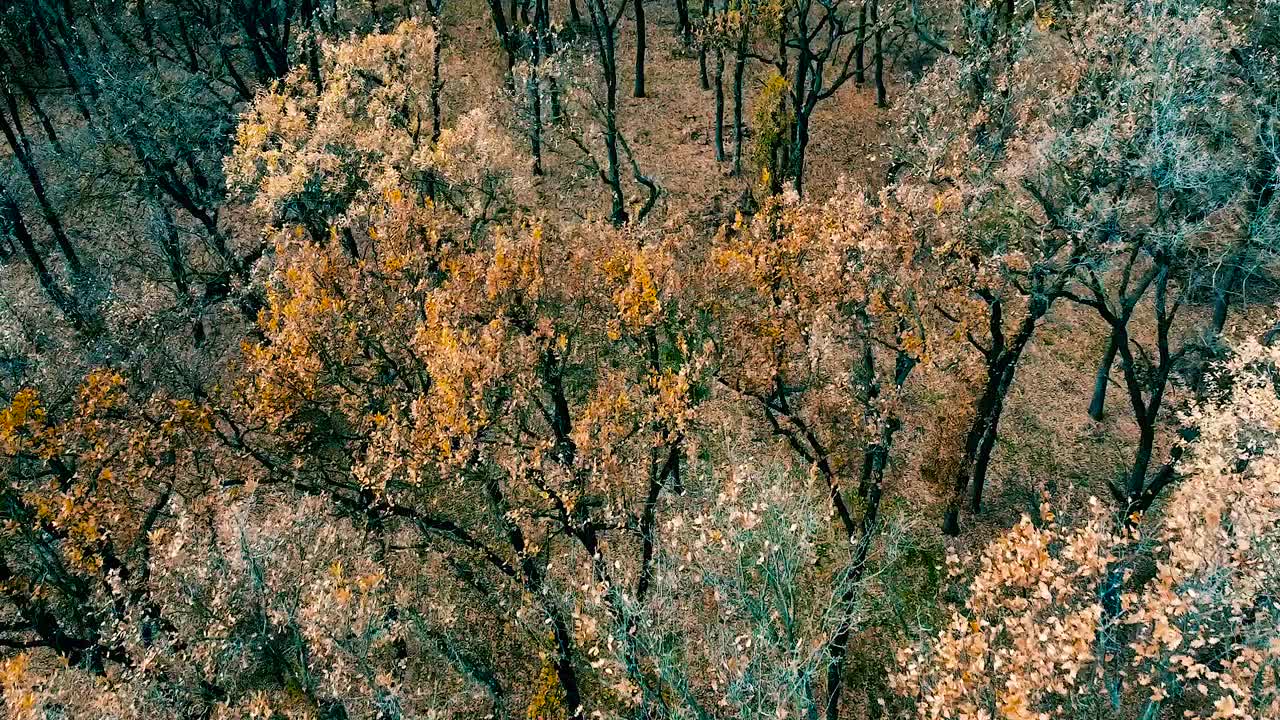 秋天的森林。飞越秋天的森林视频素材