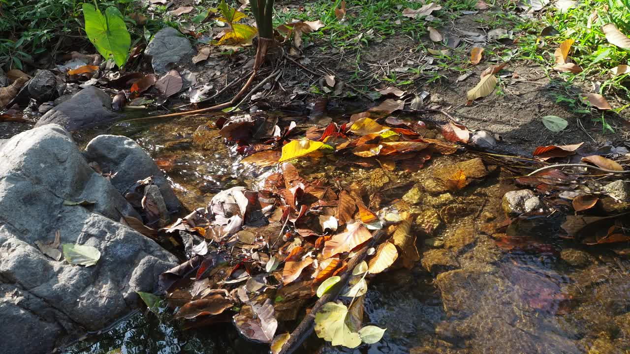 流水流水，秋叶飘零视频素材