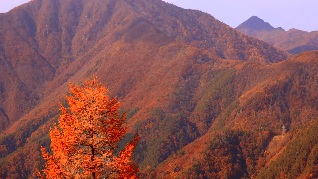 秋天的树和山上的山视频素材