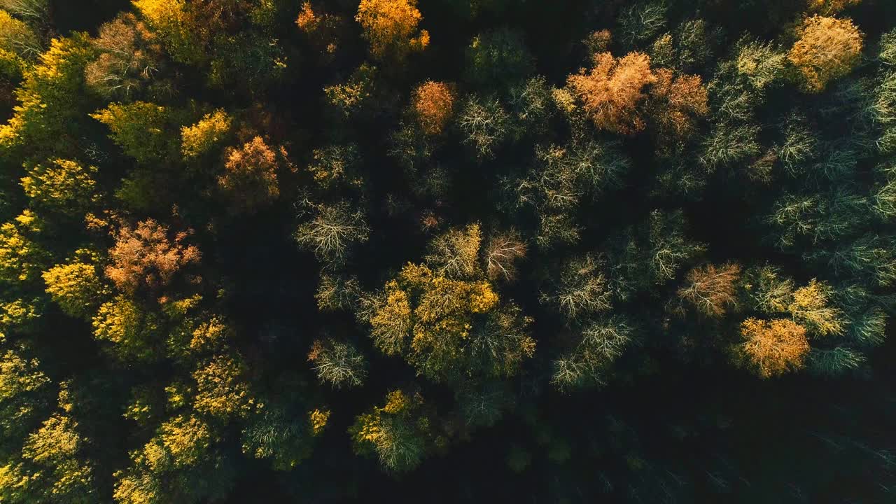 空中视频秋天森林在一个阳光明媚的日子视频素材