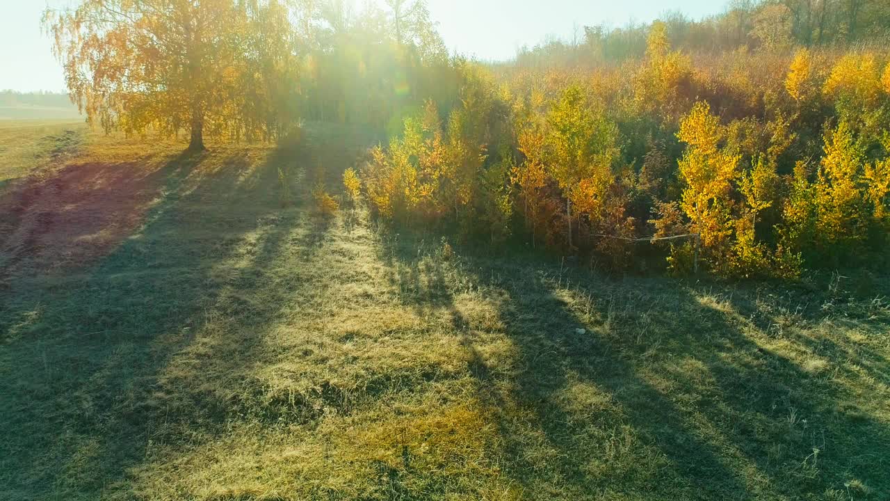 空中视频秋天森林在一个阳光明媚的日子视频素材