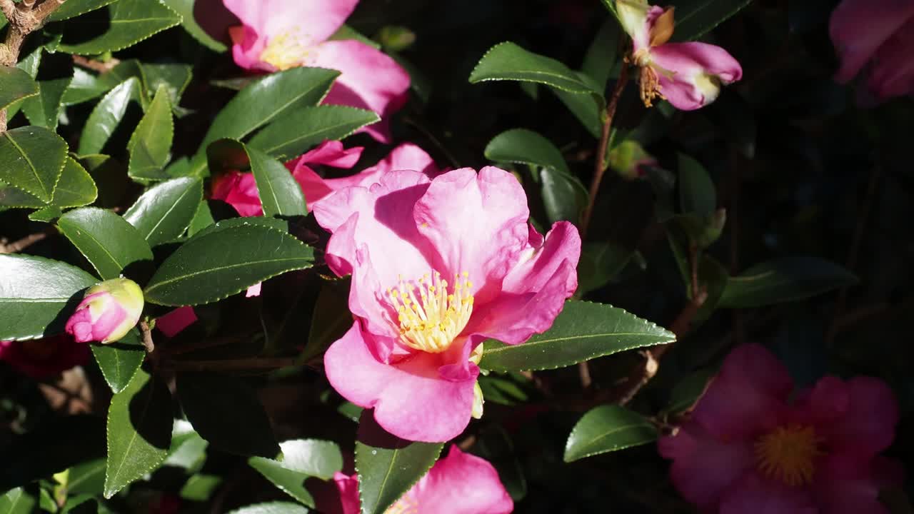 山茶花花视频素材