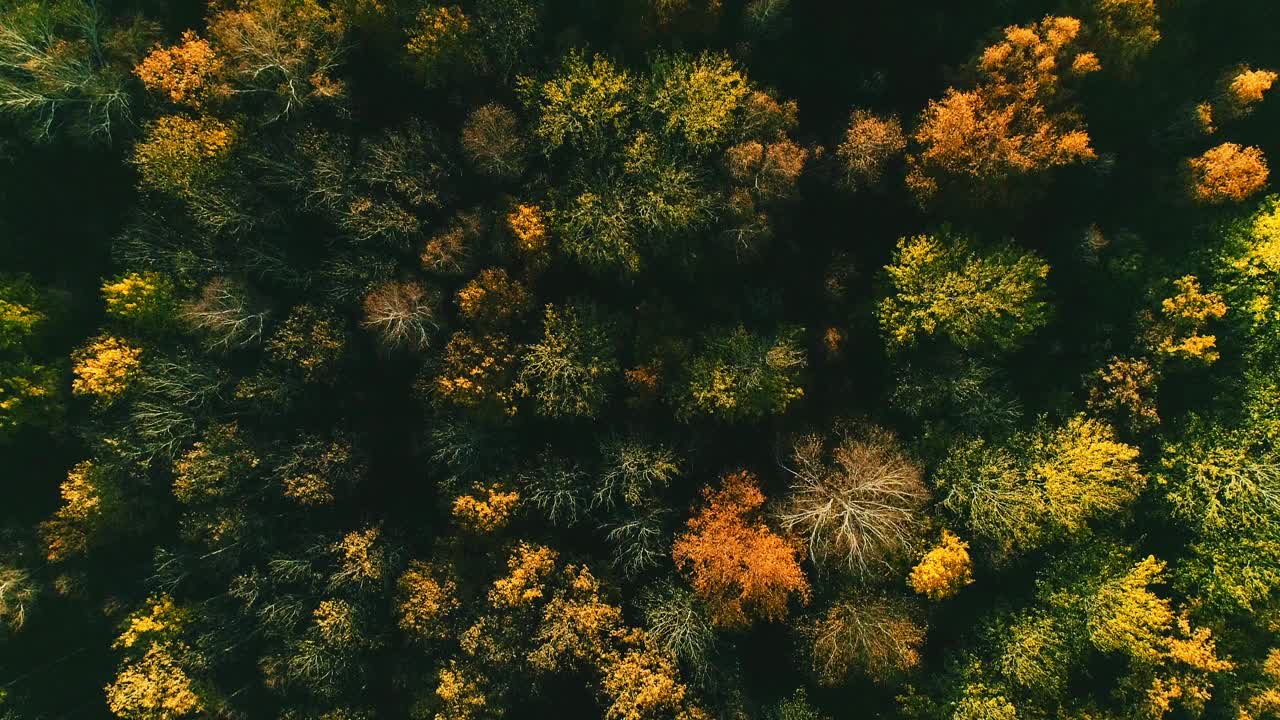 空中视频秋天森林在一个阳光明媚的日子视频素材