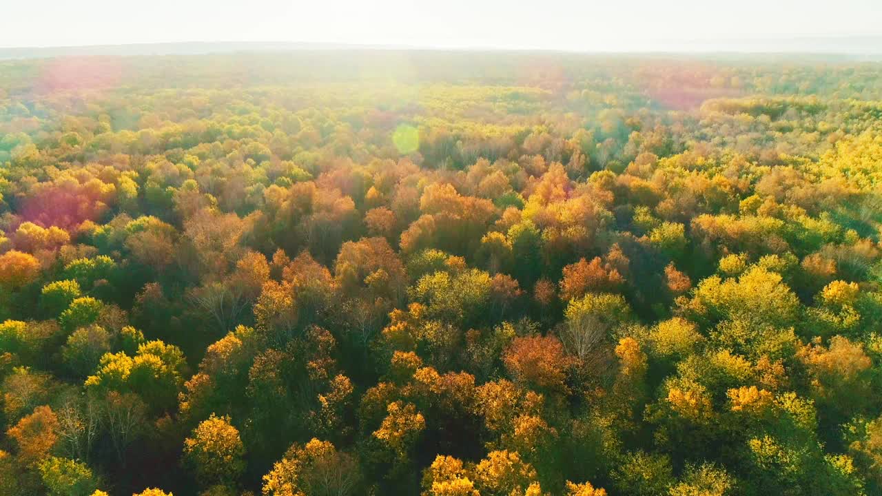 空中视频秋天森林在一个阳光明媚的日子视频素材