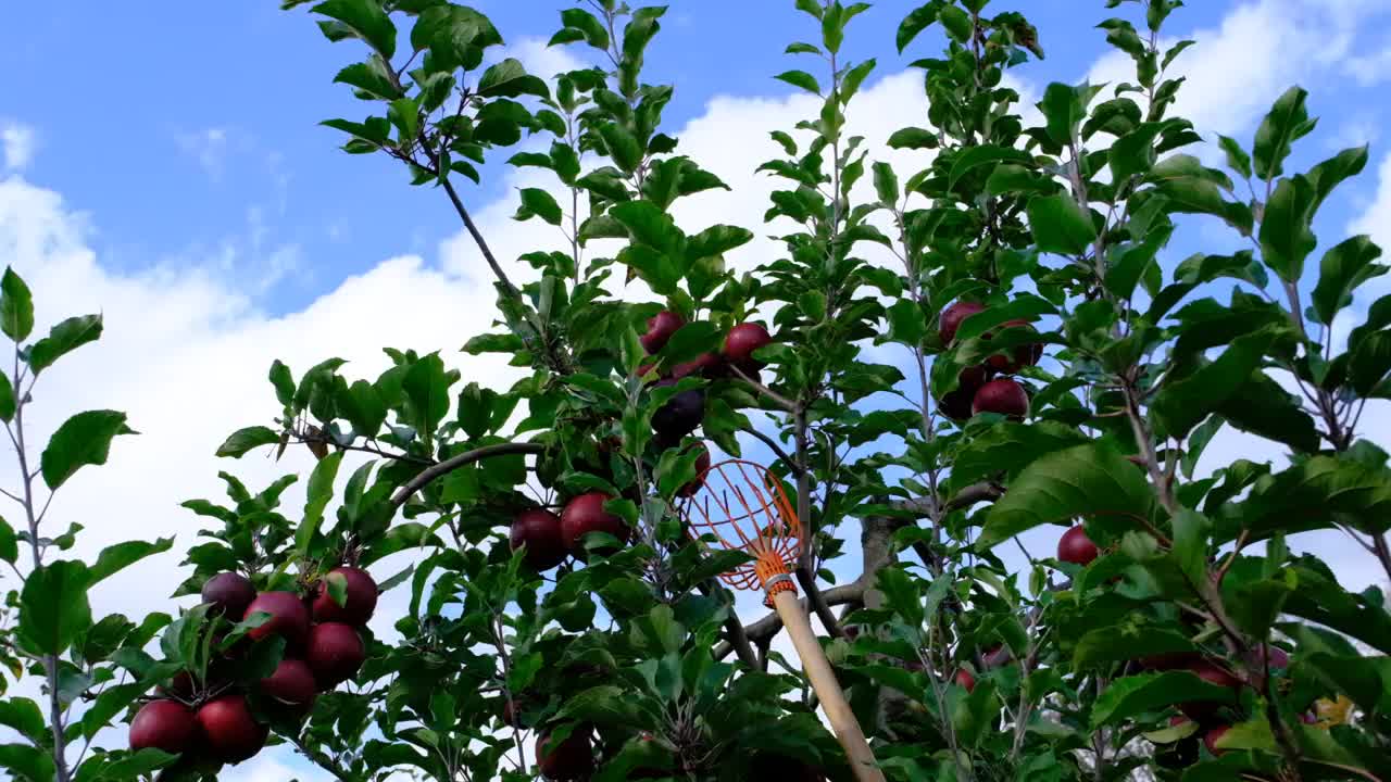 从树上收获红苹果视频素材