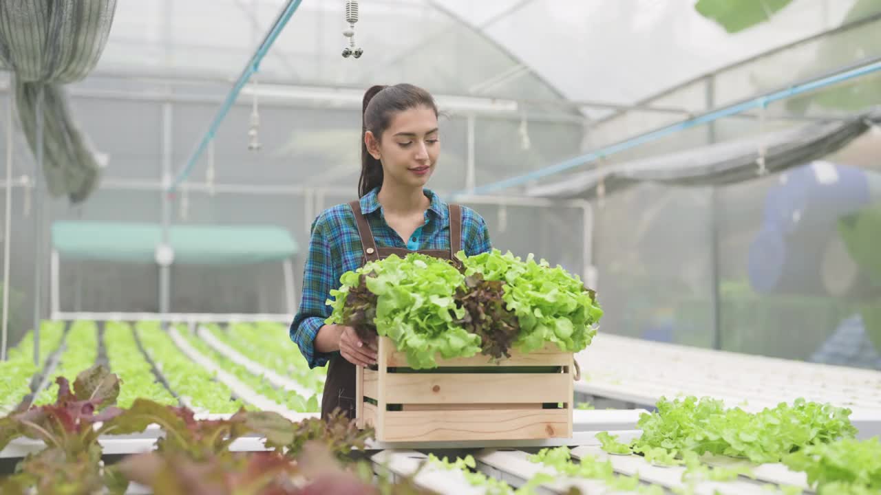 在水培农场采摘有机生菜的年轻女子出售。视频素材