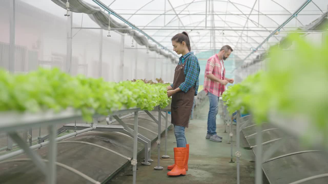 两名工人在水培生菜农场温室工作。视频素材