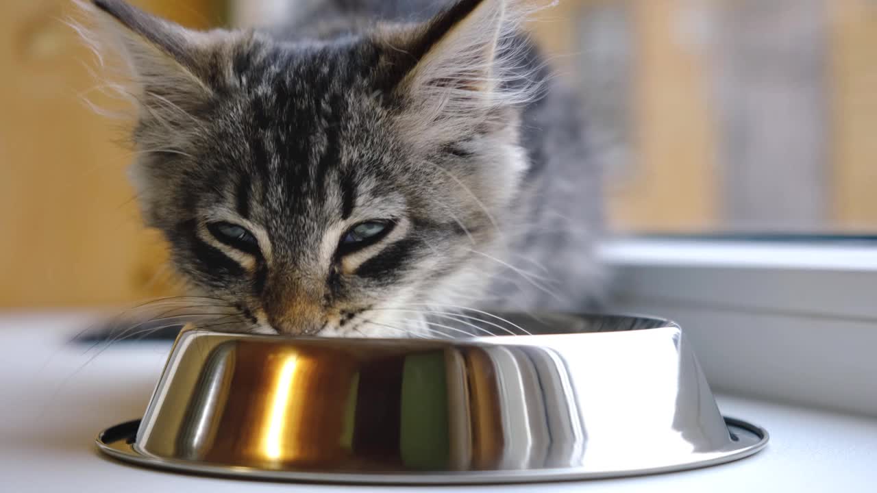 一只灰斑猫在窗边窗台上的一个白色碗里吃牛奶。家庭关爱动物。猫在舔美味的牛奶-特写。4 k视频素材