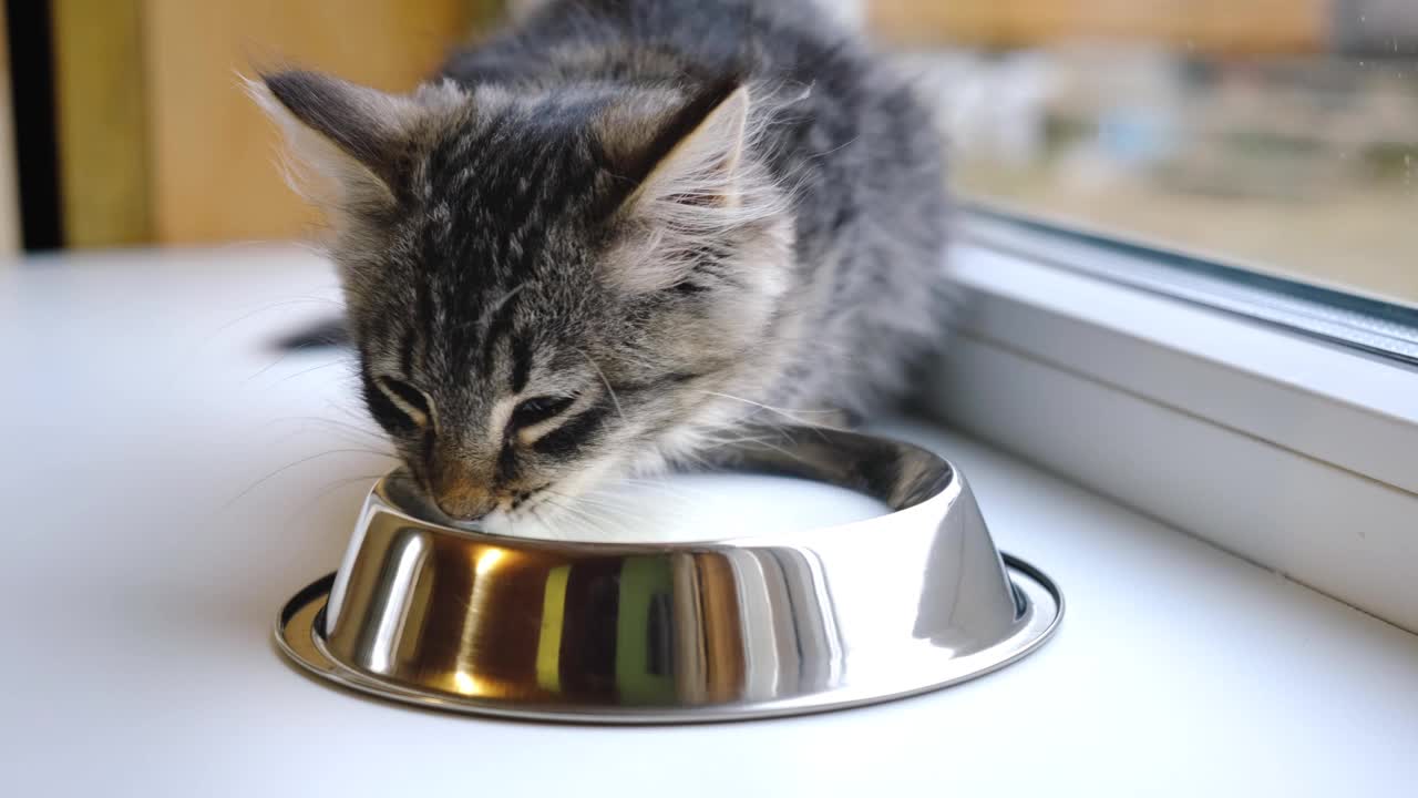 一只灰斑猫在窗边窗台上的一个白色碗里吃牛奶。家庭关爱动物。猫在舔美味的牛奶-特写。4 k视频素材