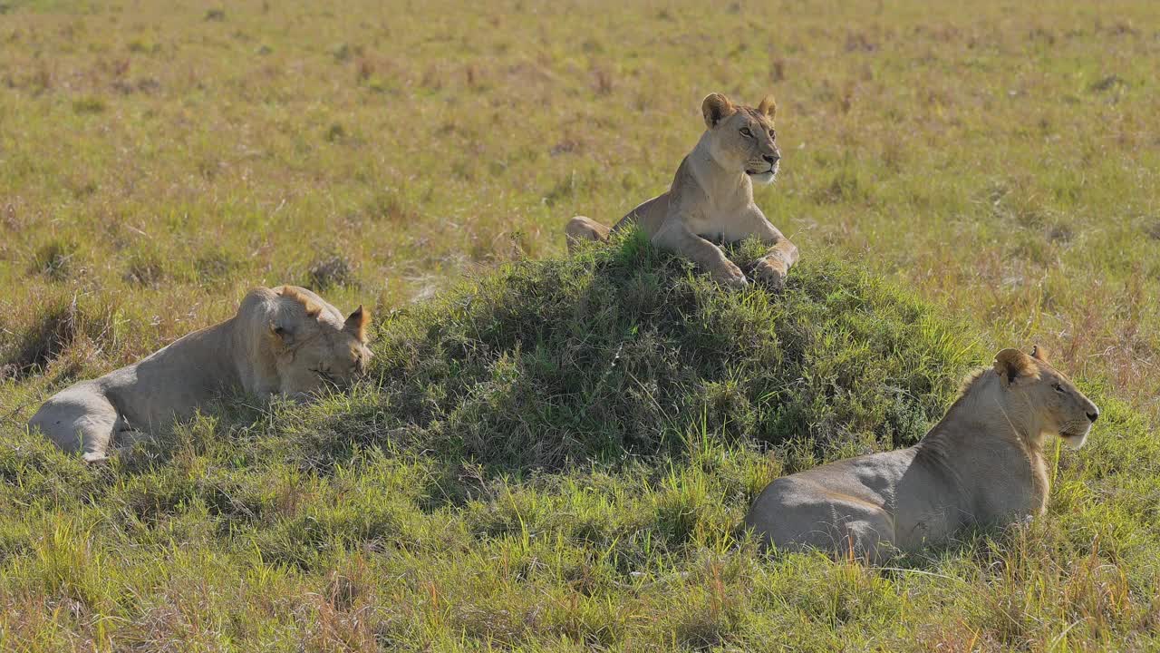 非洲肯尼亚马赛马拉国家保护区的非洲狮，Panthera Leo，骄傲的样子视频素材