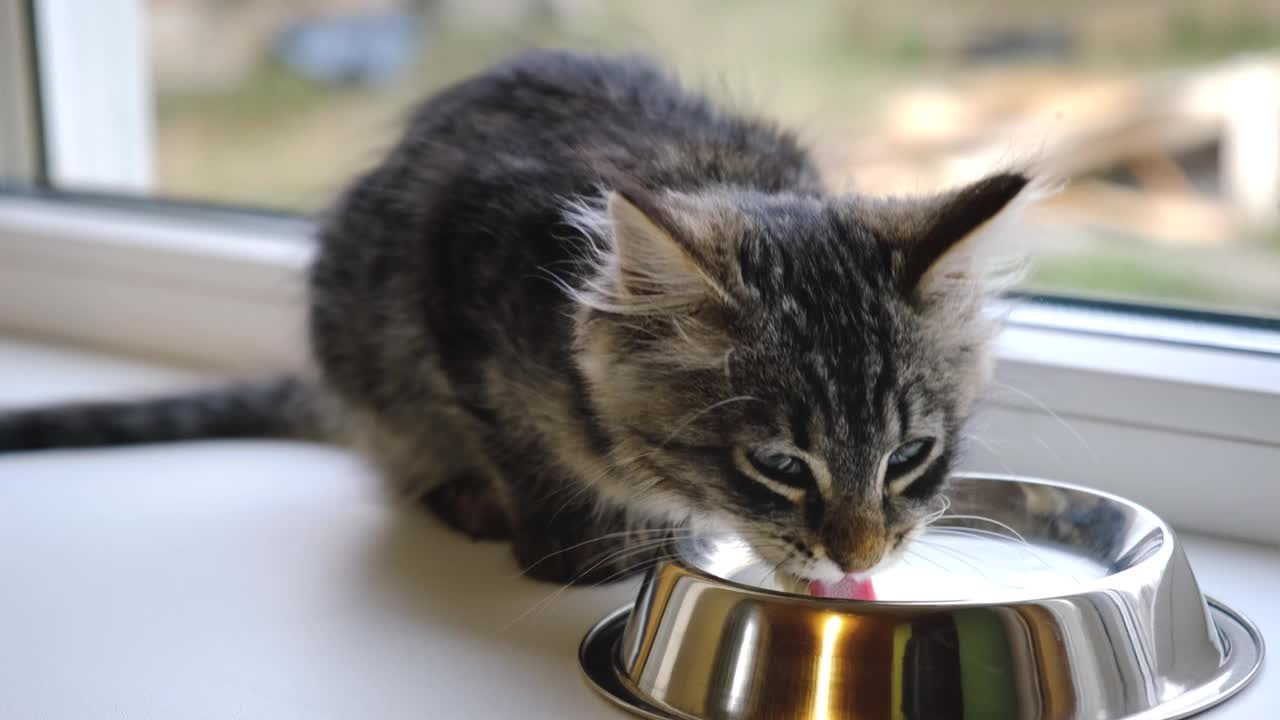 一只灰斑猫在窗边窗台上的一个白色碗里吃牛奶。家庭关爱动物。猫在舔美味的牛奶-特写。4 k视频素材