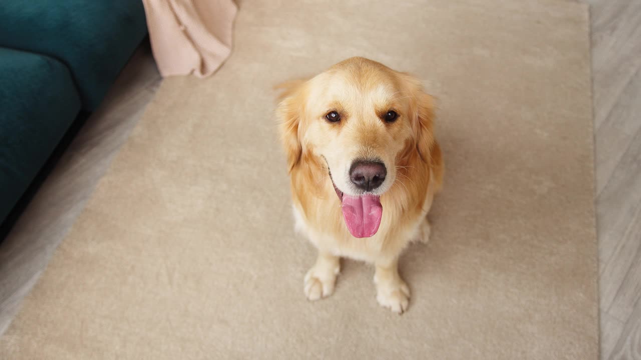 特写的金毛猎犬坐在客厅的地板上。听话的狗狗伸出舌头呼吸，看着镜头摆姿势。快乐的动物朋友概念，小狗在家里放松视频素材