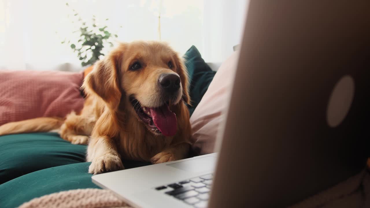 特写的金毛猎犬躺在客厅的沙发上，看着笔记本电脑屏幕，在宠物店网上购物，送动物食品。狗躺在电脑前等待命令视频素材