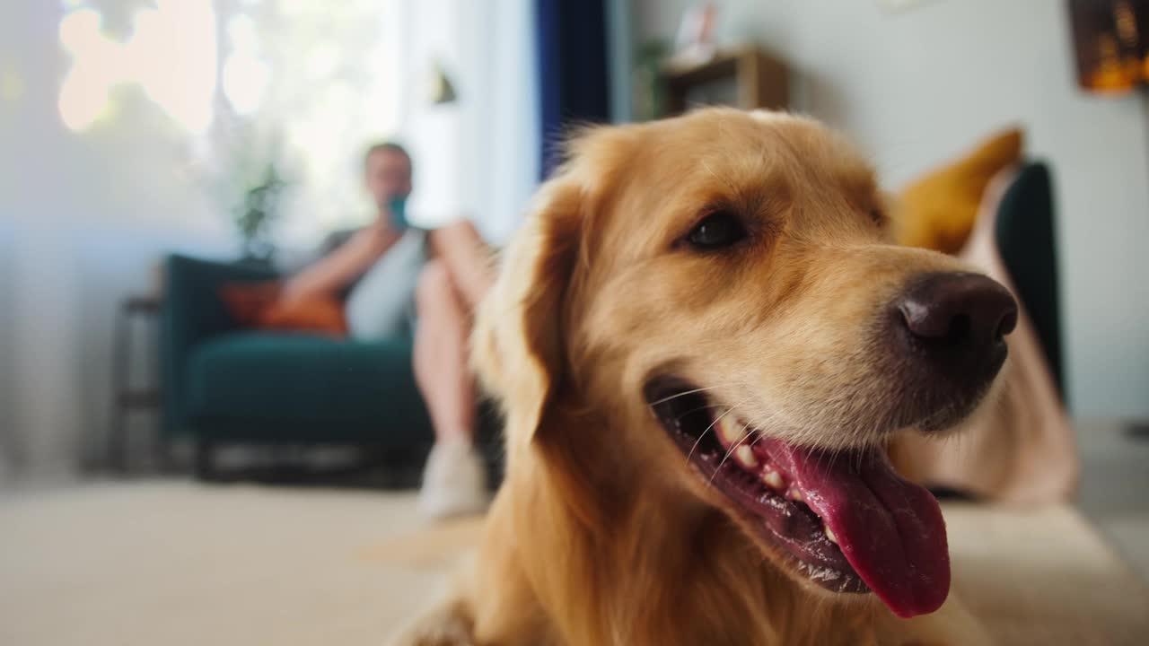 金毛猎犬躺在地板上的特写镜头。宠物主人坐在客厅的沙发上，用智能手机聊天。听话的小狗伸出舌头呼吸，在家里放松视频素材