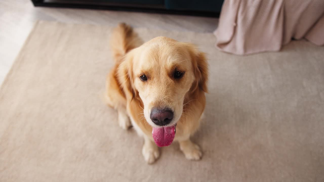 特写的金毛猎犬坐在客厅的地板上。听话的狗狗伸出舌头呼吸，看着镜头摆姿势。快乐的动物朋友概念，小狗在家里放松视频素材