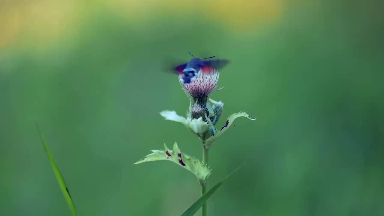 这是一种罕见的蝴蝶，叫做蜂鸟鹰蛾(Macroglossum stellatarum)，它在吃花蜜的时候被拍摄下来。视频素材