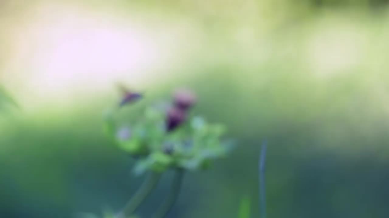 这是一种罕见的蝴蝶，叫做蜂鸟鹰蛾(Macroglossum stellatarum)，它在吃花蜜的时候被拍摄下来。视频素材