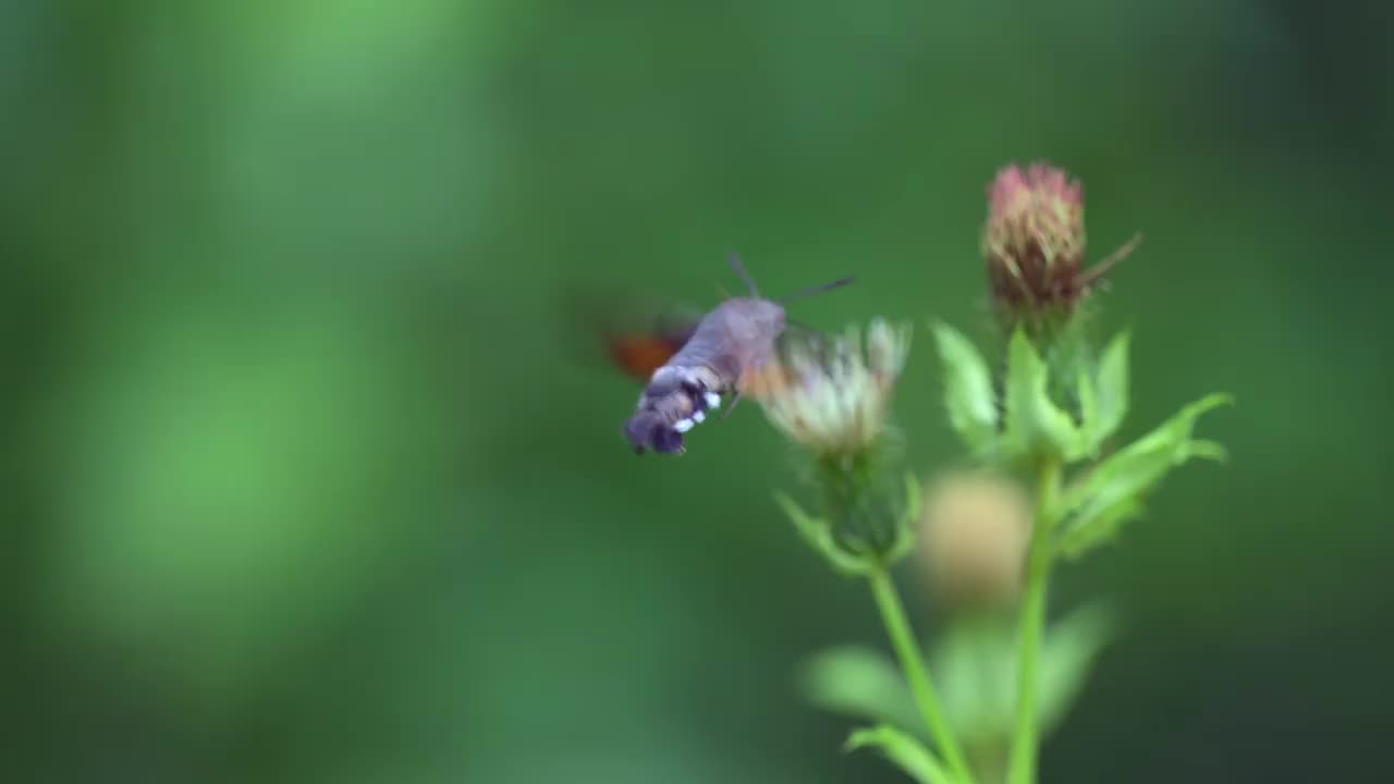 这是一种罕见的蝴蝶，叫做蜂鸟鹰蛾(Macroglossum stellatarum)，它在吃花蜜的时候被拍摄下来。视频素材