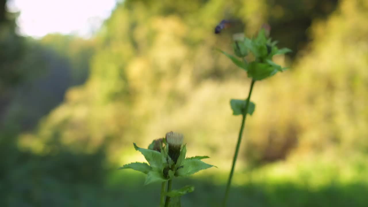 这是一种罕见的蝴蝶，叫做蜂鸟鹰蛾(Macroglossum stellatarum)，它在吃花蜜的时候被拍摄下来。广角镜头。视频素材