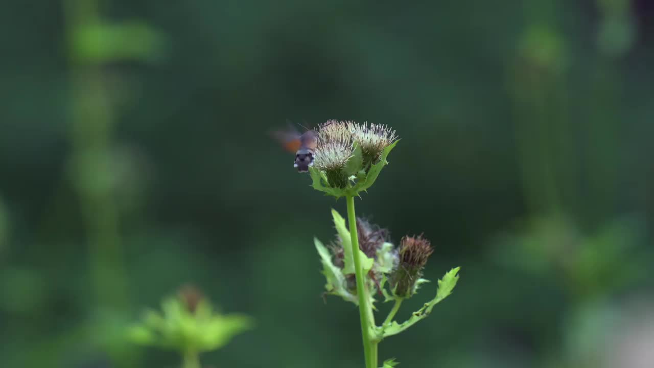 这是一种罕见的蝴蝶，叫做蜂鸟鹰蛾(Macroglossum stellatarum)，它在吃花蜜的时候被拍摄下来。视频素材