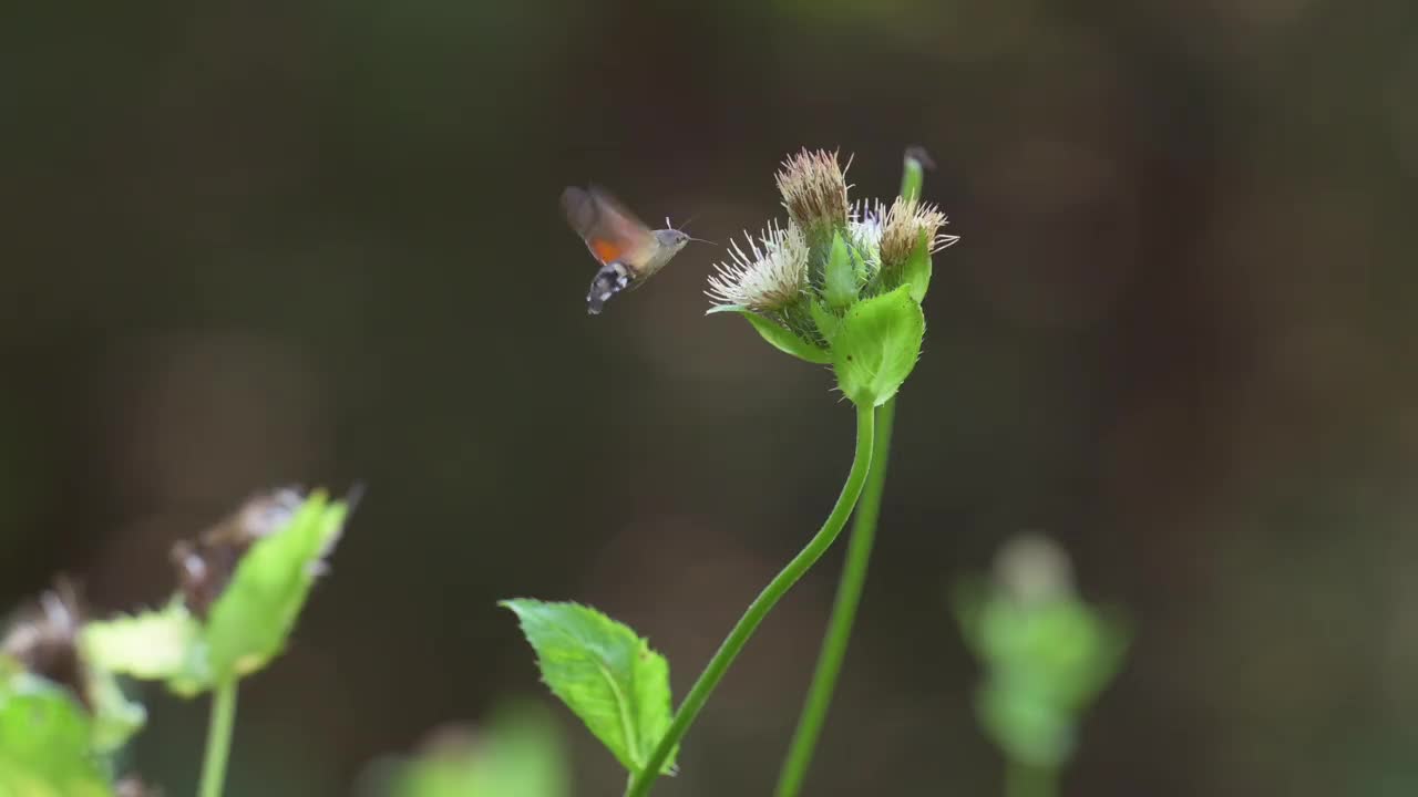 这是一种罕见的蝴蝶，叫做蜂鸟鹰蛾(Macroglossum stellatarum)，它在吃花蜜的时候被拍摄下来。视频素材