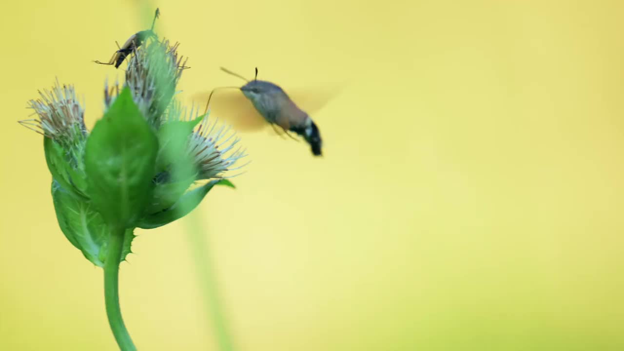 这是一种罕见的蝴蝶，叫做蜂鸟鹰蛾(Macroglossum stellatarum)，它在吃花蜜的时候被拍摄下来。视频素材