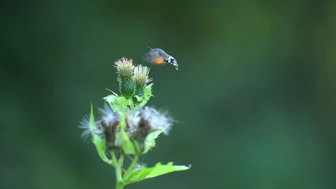 这是一种罕见的蝴蝶，叫做蜂鸟鹰蛾(Macroglossum stellatarum)，它在吃花蜜的时候被拍摄下来。视频素材