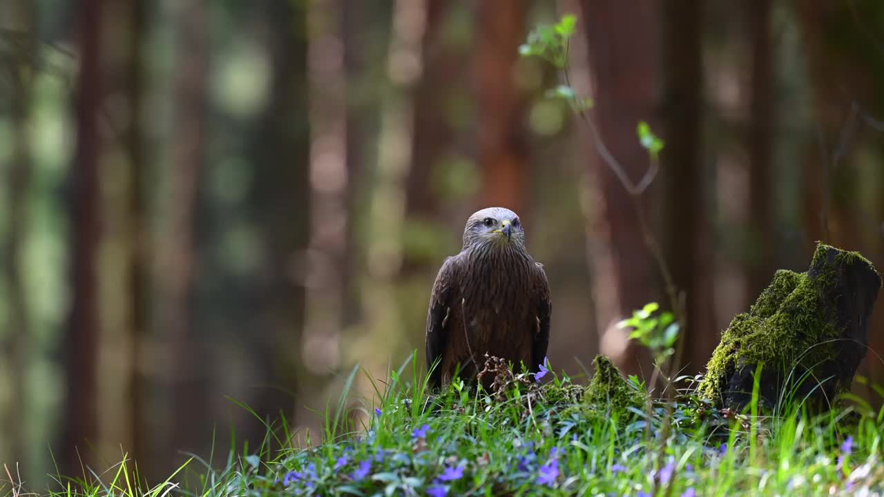 哈里斯鹰(Parabuteo unicinctus)是一种食肉鸟，栖息在树林的树桩上。一种生活在自然栖息地的稀有猛禽。视频素材